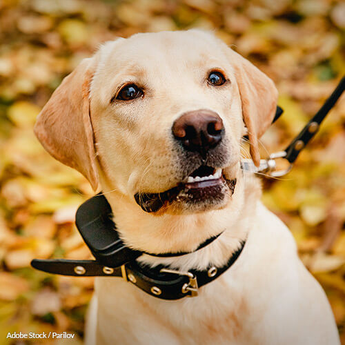 USDA: Ban Shock Collars