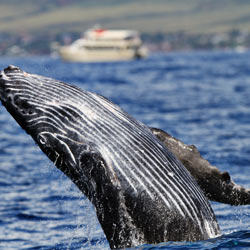 Help Save Australia's Kimberley Whales!