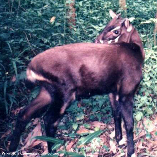 Save The Critically Endangered Saola From Extinction