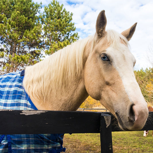 Provide Essential Supplies To Horses in Need