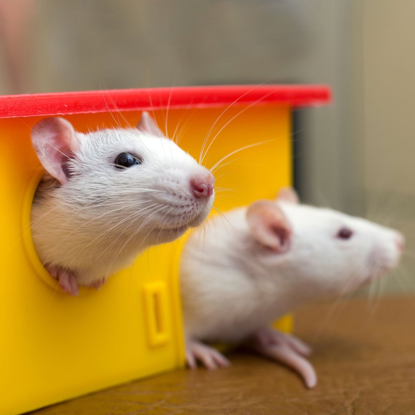 Send Supplies to Hamsters, Guinea Pigs and Other Small Animals