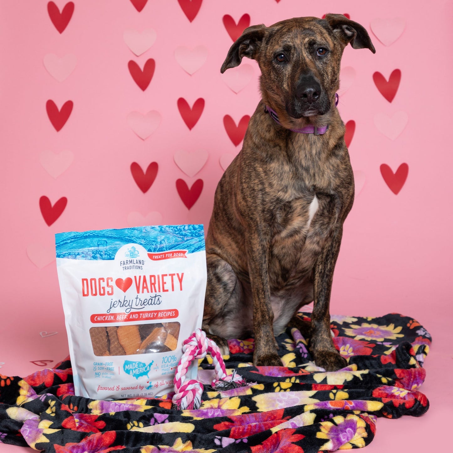 6th Annual Send a Valentine & Love To a Shelter Fur Baby