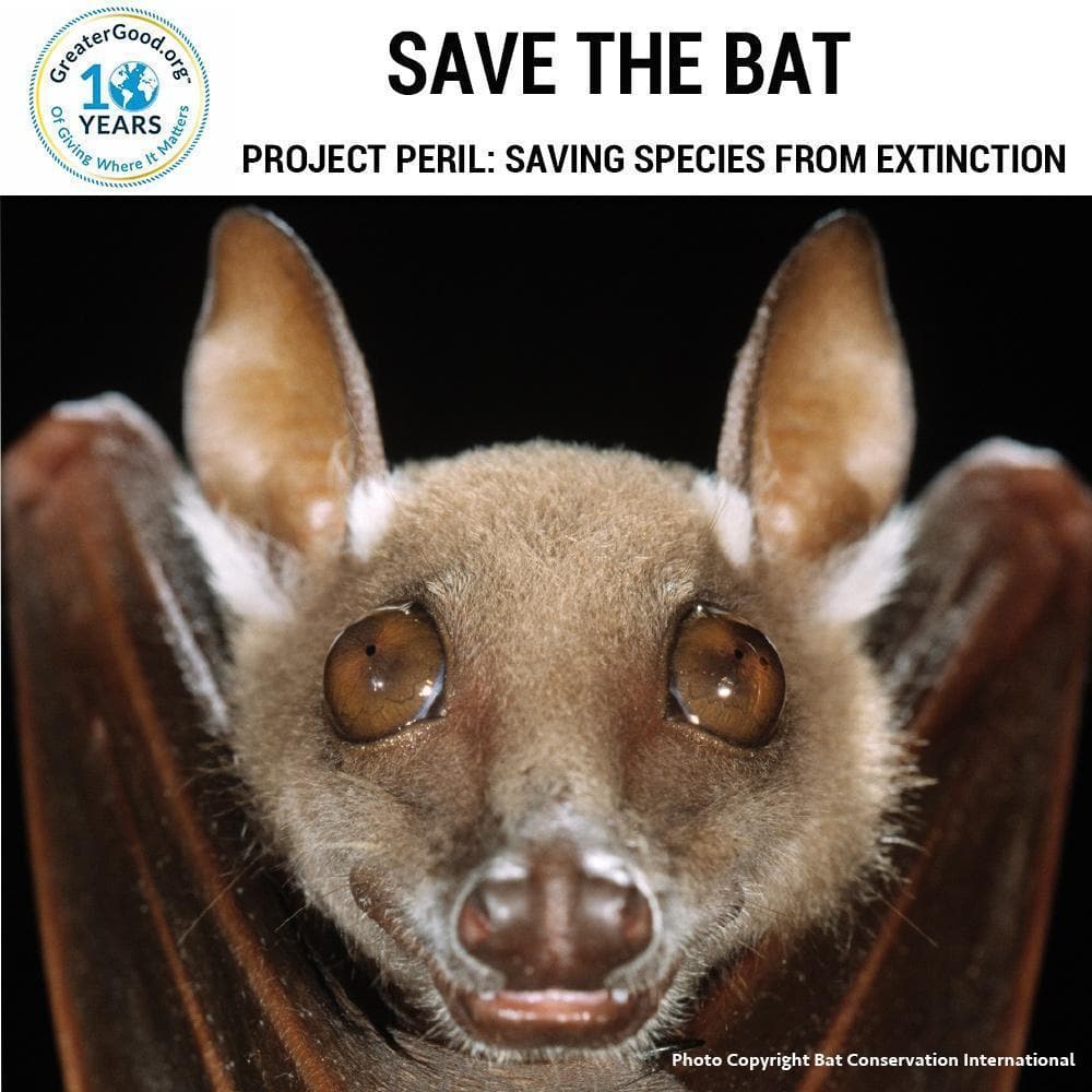 Donation - Project Peril: Help Save The Bat