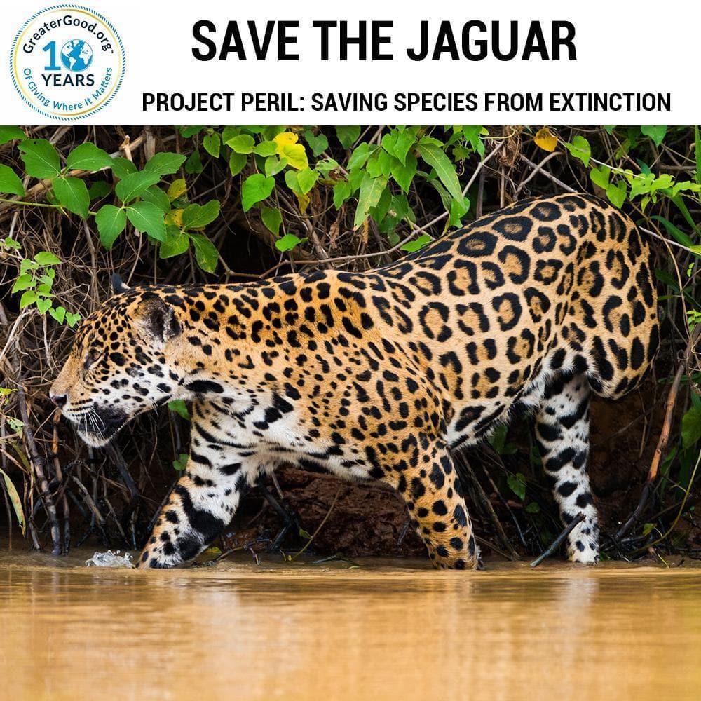 Donation - Project Peril: Help Save The Jaguar