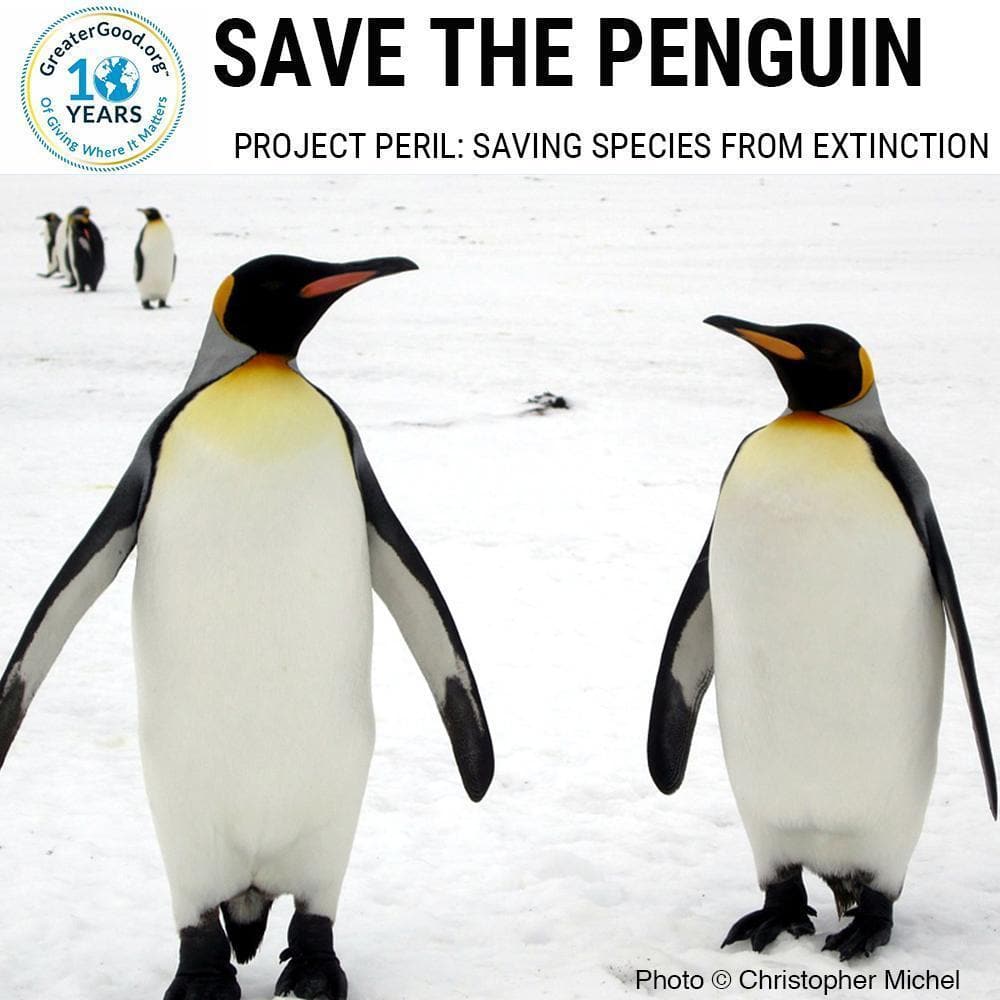 Donation - Project Peril: Help Save The Penguin