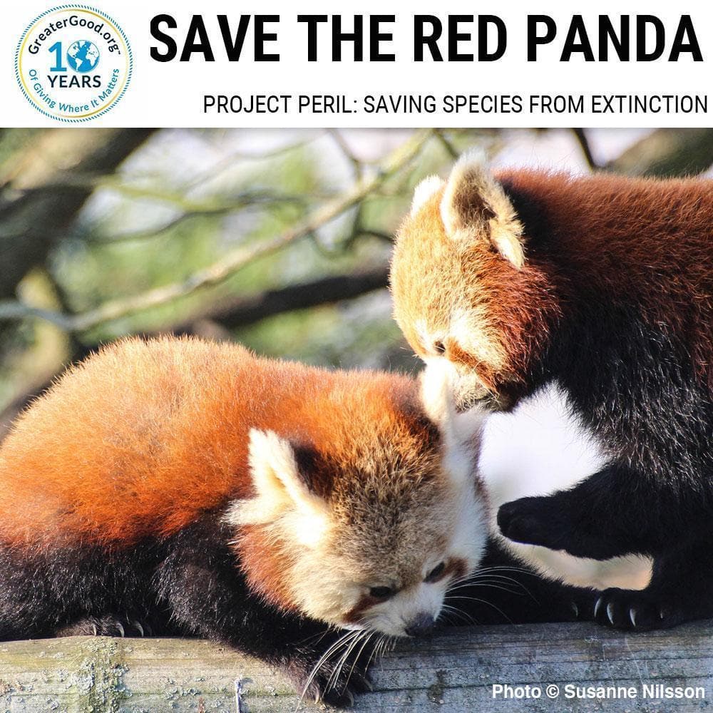 Donation - Project Peril: Help Save The Red Panda