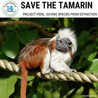 Donation - Project Peril: Help Save The Tamarin