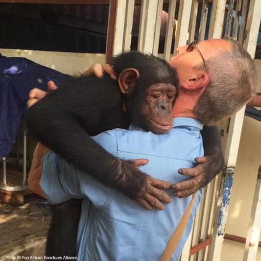 Donation - Save Baby Chimps Like Leila From Cruelty!