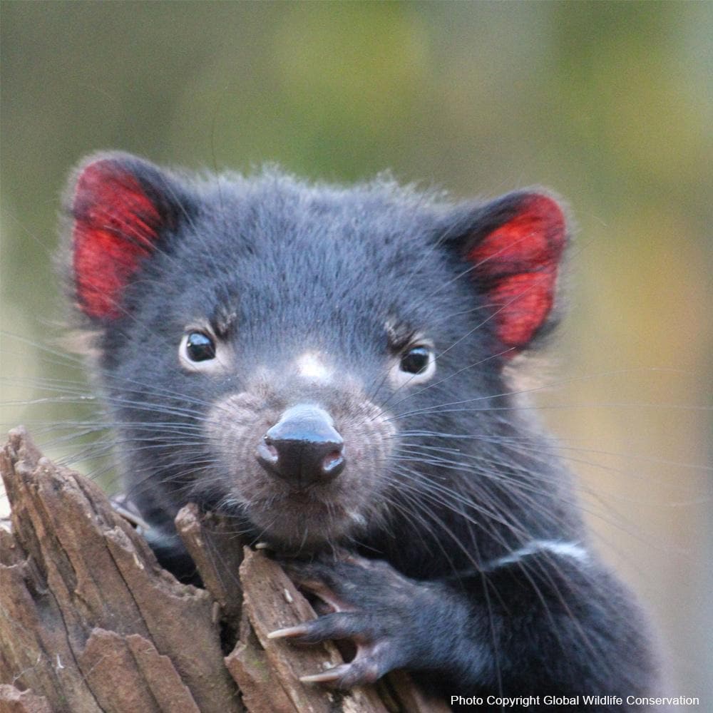 Donation - Save The Tasmanian Devil From Extinction