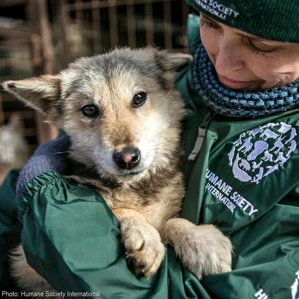 Donation - Stop Korean Dog Meat Farms